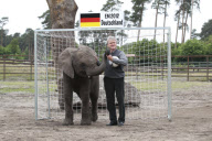 Orakel-Elefant Nelly