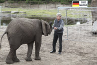 Orakel-Elefant Nelly