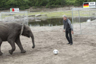 Orakel-Elefant Nelly