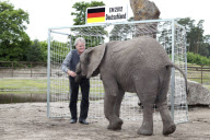 Orakel-Elefant Nelly