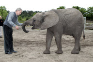 Orakel-Elefant Nelly