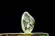 CHINA-TAIWAN-CHEN FORNG SHEAN-MINIATURE ART (CN)