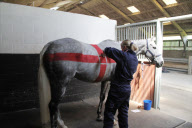 Very British - Pferd mit Flaggenmotiv