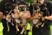 Schäferhundwelpen