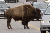A bison causes a traffic jam, Yellowstone National Park, Wyoming, America - 27 May 2012