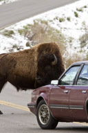 A bison causes a traffic jam, Yellowstone National Park, Wyoming, America - 27 May 2012