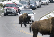 A bison causes a traffic jam, Yellowstone National Park, Wyoming, America - 27 May 2012