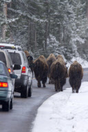 A bison causes a traffic jam, Yellowstone National Park, Wyoming, America - 27 May 2012