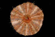 Deep-sea habitats in New Zealand