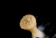 Deep-sea habitats in New Zealand