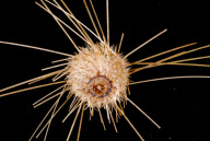 Deep-sea habitats in New Zealand