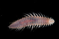 Deep-sea habitats in New Zealand