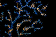 Deep-sea habitats in New Zealand