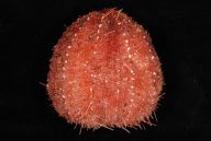 Deep-sea habitats in New Zealand