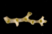 Deep-sea habitats in New Zealand