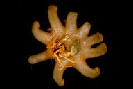 Deep-sea habitats in New Zealand