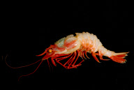 Deep-sea habitats in New Zealand