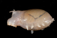 Deep-sea habitats in New Zealand