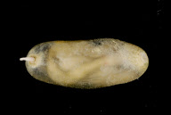 Deep-sea habitats in New Zealand