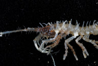 Deep-sea habitats in New Zealand