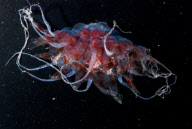 Deep-sea habitats in New Zealand