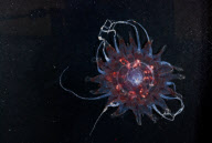 Deep-sea habitats in New Zealand