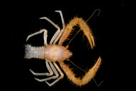 Deep-sea habitats in New Zealand