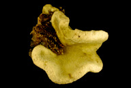 Deep-sea habitats in New Zealand