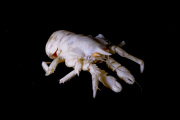 Deep-sea habitats in New Zealand