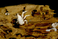 Deep-sea habitats in New Zealand