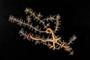 Deep-sea habitats in New Zealand