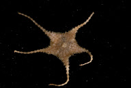 Deep-sea habitats in New Zealand