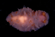 Deep-sea habitats in New Zealand