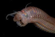 Deep-sea habitats in New Zealand