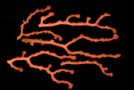 Deep-sea habitats in New Zealand