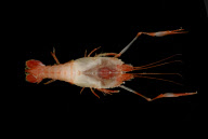 Deep-sea habitats in New Zealand