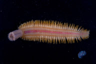 Deep-sea habitats in New Zealand
