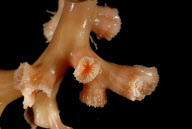 Deep-sea habitats in New Zealand