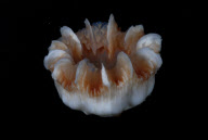 Deep-sea habitats in New Zealand