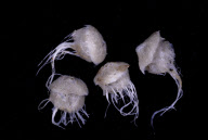 Deep-sea habitats in New Zealand