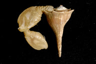Deep-sea habitats in New Zealand
