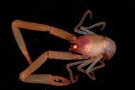 Deep-sea habitats in New Zealand