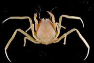 Deep-sea habitats in New Zealand