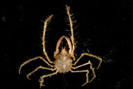 Deep-sea habitats in New Zealand