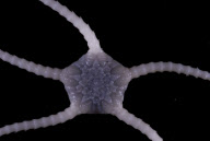 Deep-sea habitats in New Zealand