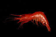 Deep-sea habitats in New Zealand