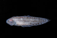 Deep-sea habitats in New Zealand