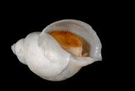 Deep-sea habitats in New Zealand