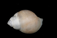 Deep-sea habitats in New Zealand