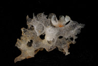 Deep-sea habitats in New Zealand